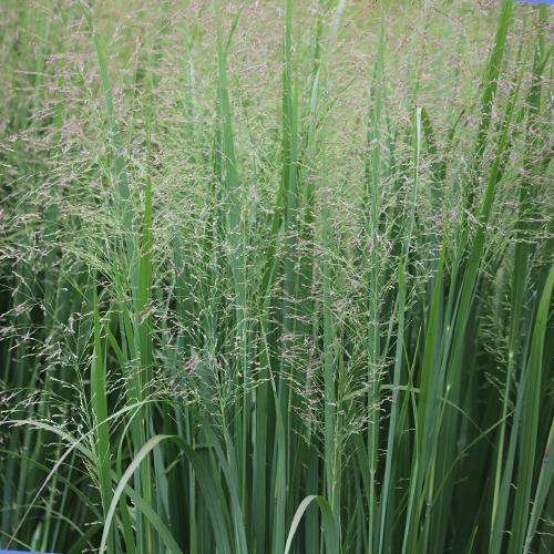 Photo of switchgrass